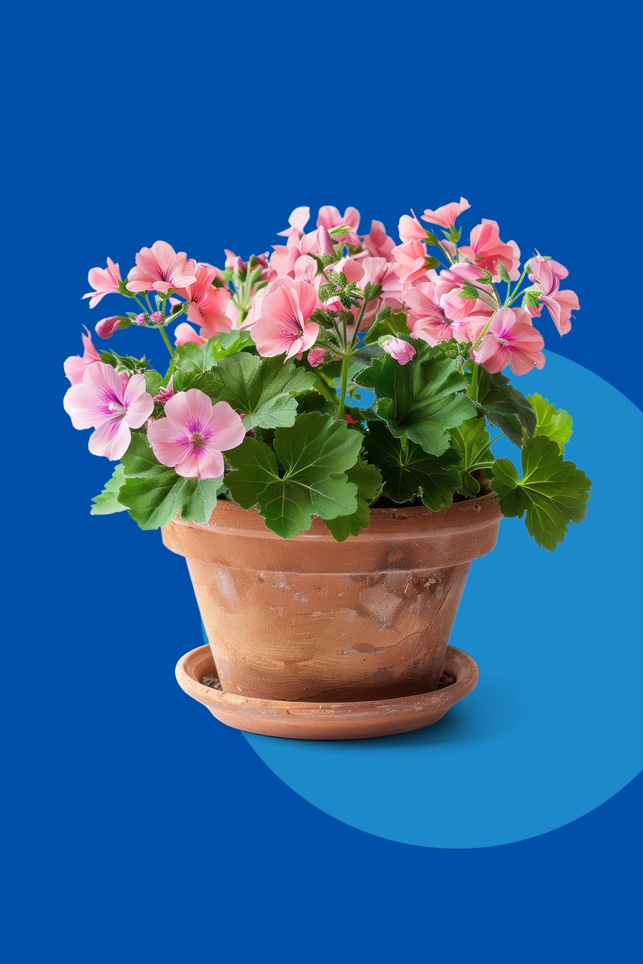 Ružičaste pelargonije u terakotnoj posudi na plavoj pozadini