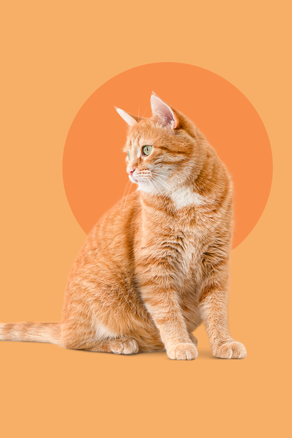 Narančasta mačka sjedi na narančastoj pozadini s krugom.